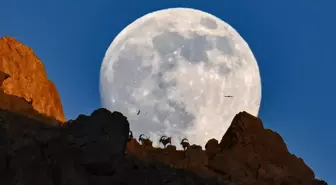 Van'da dağın zirvesindeki yaban keçileri dolunayla birlikte görüntülendi