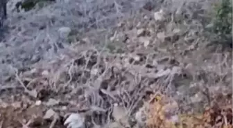 Alanya'da yerleşim alanına yakın bölgede kurt görüntülendi