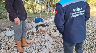 Balıkçıların kurtardığı yavru Akdeniz Foku yetkililere teslim edildi