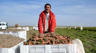 Beypazarı'nda hummalı havuç mesaisi başladı: Dönüme 10 ton ürün bekleniyor