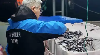 Gelibolu'da 45 kilo balığa el konuldu, 37 bin 770 lira para cezası kesildi