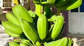 İnat etti, 70 rakımda muz hasadı yaptı