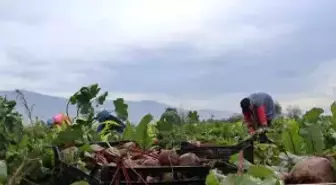 İzmir'in bereketli topraklarında 'Kırmızı elmas' mesaisi