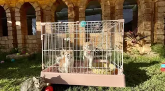 Libya'nın ilk 5 yıldızlı kedi oteli, kedilere lüks hizmet sunuyor