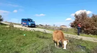 Saray'da kaçak yollarla getirilen 9 büyükbaş hayvan kesime gönderildi
