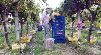 Sarıgöl'de üzüm hasadı devam ediyor