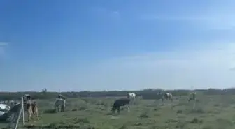 Tekirdağ'a kaçak yollarla büyükbaş hayvan getiren kişiye 105 bin lira ceza uygulandı