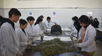 Uygulama bahçesinde tarımı öğrenen öğrenciler alternatif ürün yetiştirilmesine öncülük edecek