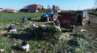 Bafra Ovası'nda pırasa hasadına başlandı