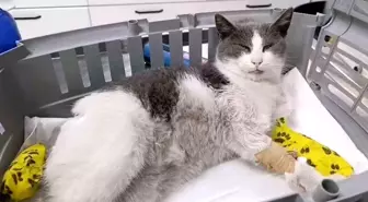 Bolu'da otomobilin çarptığı kedi, tedavi için İstanbul'a sevk edildi