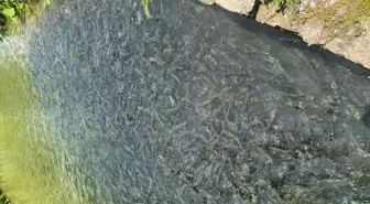 Bolu'da su ürünleri üretim tesislerinde denetimler sürüyor