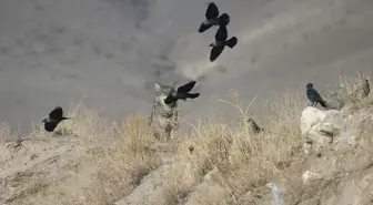 Kars'ta yiyecek arayan kurt yerleşim yerine indi