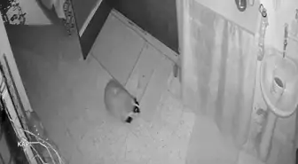 Kedilerinin mamasına dadanan porsuk için evine alarm sistemi kurdu