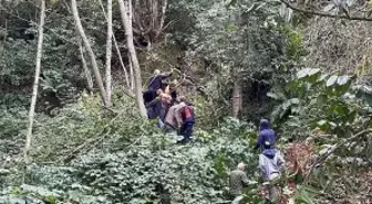 Kestiği ağacın çarpması sonucu yaralandı