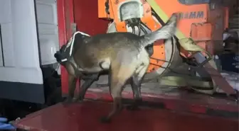 TIR'a yüklü asfalt silindir makinesine gizlenmiş 102 kilo metamfetamin ele geçirildi