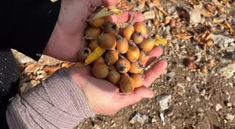 30 yıl önce biri yaptı ve ortadan kayboldu! Toplayan hem satıyor hem şifa buluyor