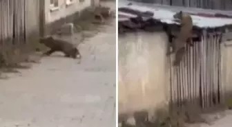 Köpek sesi duyunca ne yapacağını bilemedi! O anlar kameralarda