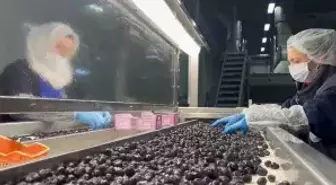 Mehmetçiğin kumanya zeytini, özel olarak seçilip laboratuvarda inceleniyor