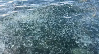 Üsküdar'da hayrete düşüren görüntü: Binlercesi kıyıya vurdu