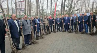 Adilcevaz'da 12 bin aşılı ceviz fidanı dağıtıldı