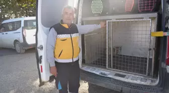 Adıyaman'da yaralı tilki tedavisinin ardından doğaya salındı