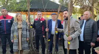 Aydın dağları sağlıklı kestane ağaçlarıyla donatılıyor