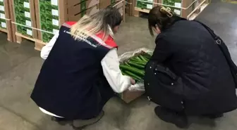 Çorlu'dan Hollanda'ya salatalık ihracatı