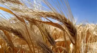 Kuraklık arpa ekimini artırdı