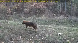 Karabük'te fotokapanlara vaşak ve kurdun görüntüleri yansıdı