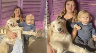 Yunanistan'da pitbull dehşeti: 2 yaşındaki çocuk hayatını kaybetti