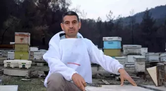 Ana arı üretiminde büyük başarı: Bir arı kovanıyla hobi olarak başladı, şimdi Türkiye'nin her yerine koloni gönderiyor