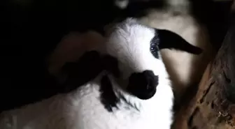 Erzincan'da yılın son kuzuları üreticilerin yüzünü güldürdü