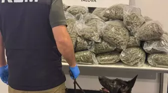 Yalova'da 23 milyon lira değerinde skunk ele geçirildi: 5 gözaltı