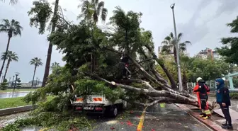 Mersin'de devrilen ağaç, seyir halindeki 3 araca zarar verdi