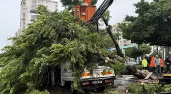 Mersin'de rüzgarın etkisiyle devrilen ağaç seyir halindeki 3 araca zarar verdi