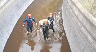 Ordu'da su kanalına düşen karaca itfaiye ekiplerince kurtarıldı