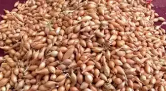 Soğan üreticilerine 'Dikim zamanı' uyarısı