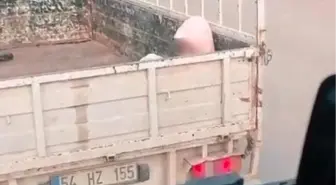 Soğuk havada yürek sızlatan yolculuk