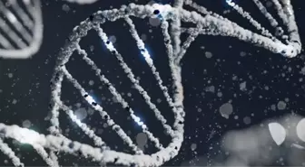 Y kromozomu yok mu oluyor? Erkekler yok mu olacak? Y kromozomu neden yok oluyor?