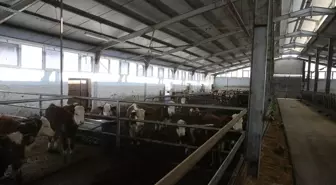 Devlet desteğiyle 4 olan hayvan sayısını 9 yılda 80'e çıkardı