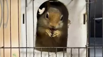 İstanbul'da iş yerinde tutulan sincaba el konuldu