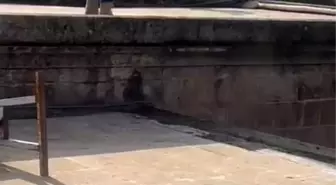 'İşten atıldım' diyerek Balıklıgöl'e atladı