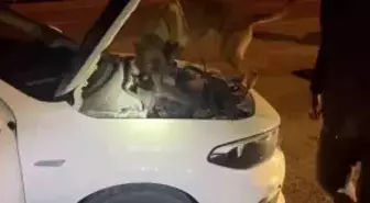 Kastamonu'da uyuşturucu operasyonu: 5 tutuklama