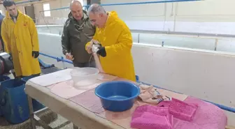 Keban'da alabalık sağımı yapıldı