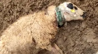 Şanlıurfa'da sürüye saldıran kurt 18 koyunu telef etti