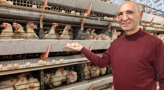 Simav'ın Kuşu beldesinde günlük 15 bin yumurta üretimi