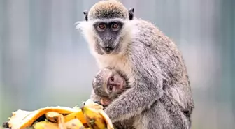 '14 Aralık Dünya Maymun Günü' Kayseri Hayvanat Bahçesi'nde muz partisiyle kutlandı