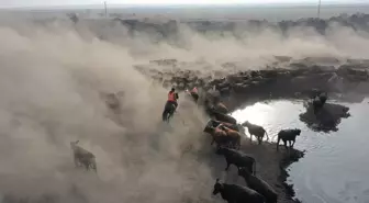 'Ağrı Dağı'nın kovboyları' eğittikleri yılkı atlarıyla sürüleri kontrol ediyor
