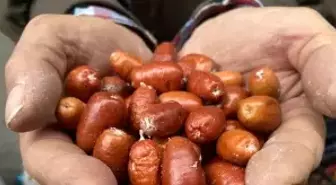 Alaşehir'de iğde ağaçlarının sayısı her geçen gün azalıyor