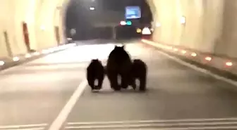 Amasra tünelinde 3 ayı görüntülendi